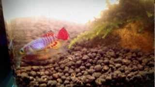 My Killifish [upl. by Akimihs]