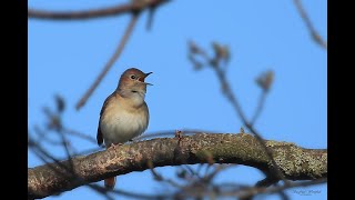 Der Gesang der Nachtigall [upl. by Duntson]