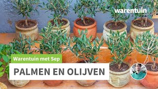 Alles over palmen en olijfbomen [upl. by O'Neil421]