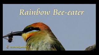 Rainbow Beeeater Call amp Catching Prey Backyardbirds Australia  BirdTV [upl. by Mihe]