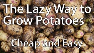 How to Grow Potatoes the Lazy Way Youll Never Need to Dig Again [upl. by Hsot]