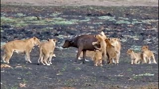 10 Lion Cubs vs 1 Buffalo Calf [upl. by Nicki]