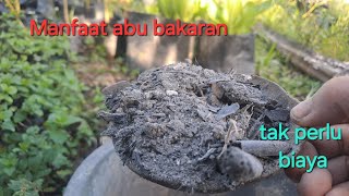 Memupuk Tanaman Menggunakan Air Abu Bakaran [upl. by Lorilyn]