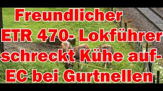 Freundlicher Lokführer schreckt Kühe auf ETR 470 Eurocity bei GurtnellenGotthardbahn [upl. by Hardwick430]