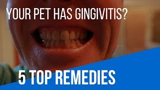 Gingivitis In Cats and Dogs 5 TOP Remedies [upl. by Pachton]