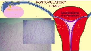 CORPUS LUTEUM SECRETES PROGESTERONE [upl. by Selemas]