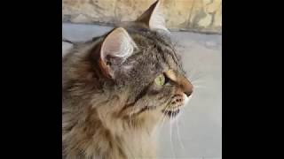 Cats Chirping and Chattering  CAT COMPILATION [upl. by Leffert]