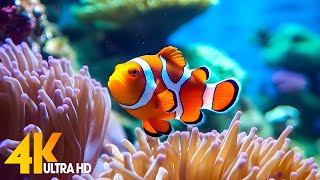 Aquarium 4K VIDEO ULTRA HD  Beautiful Coral Reef Fish  Sleep Relaxing Meditation Music [upl. by Macri]