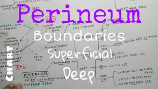 Perineum  4 Boundaries  Superficial and Deep  TCML  ENMEDER [upl. by Lamee]