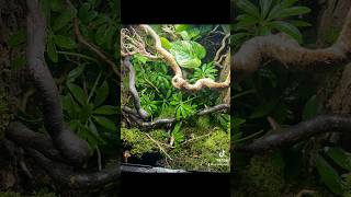 Easy vivarium build‼️ bioactive dart frog setupcrested gecko setup [upl. by Judson294]