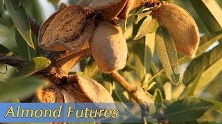 Growing California video series Almond Futures [upl. by Nyahs]