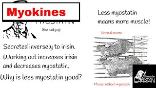 Myokines  Why heavy exercise makes bones and muscles stronger [upl. by Muryh]