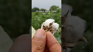 kopas ki khet cotton crops youtubeshorts shorts short farming cotton subscribe garden [upl. by Decker]