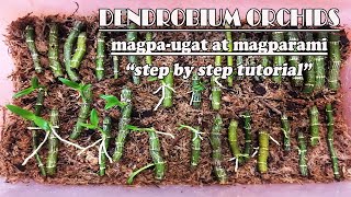 Paano magpaugat at magparami ng Dendrobium Orchids Step by step Tutorial  How to Propagate Dendro [upl. by Touber299]