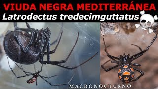 VIUDA NEGRA MEDITERRANEA documental Latrodectus tredecimguttatus [upl. by Cosma]