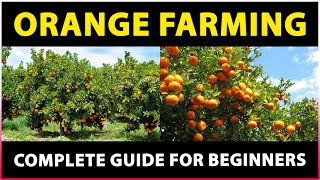 Orange Farming Tips for Successful Cultivation [upl. by Orban]