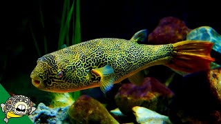 THE LARGEST FRESHWATER PUFFER Tetraodon Mbu Puffer Fish Profile [upl. by Kristina41]