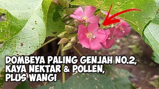 Dombeya Paling Genjah No2 Kaya Akan Nektar amp Pollen Plus Wangi [upl. by Mildred]