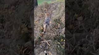 WOKE UP A COYOTE🐺 wildlife ALMOST 1 MILLION SUBS ❤️ weavethecoyote duckholliday howiedewitt [upl. by Nade]