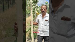 8 மாதங்களில் இவ்வளவு வளர்ச்சியா 🤯🤔 teak teakwood teakplant farmers farming agriculture shorts [upl. by Nyret]