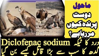 How Diclofenac sodium kills the vultures why vultures are dying in Pakistan Diclofenac sodium [upl. by Church]