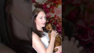 Sleepy Poppy asmr sausagedog [upl. by Alinna305]