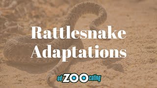 Rattlesnake Adaptations  How Rattlesnakes Survive  EdZOOcating Adventures [upl. by Rodama950]