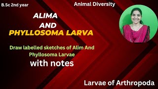 Alima And Phyllosoma larvae Of ArthropodaDraw a labelled sketches of Alima and Phyllosoma larvae [upl. by Lonnard648]