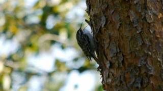 Shorttoed Treecreeper Certhia brachydactyla  Gartenbaumläufer [upl. by Aniretak296]