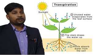 Transpiration in a plants [upl. by Baynebridge253]