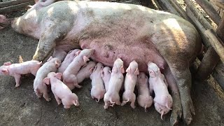 Pig Gives Birth To Fifteen 15 Piglets 😱 In Jamaica 🇯🇲 [upl. by Vyse]