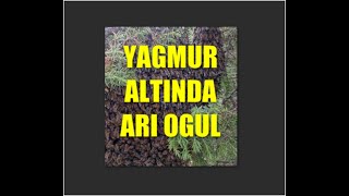 Yağmur Altında Kalan Arı Oğulunun İlginç Davranışları [upl. by Ahsiyk]