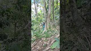 Cutting of falcata tree p 2 [upl. by Eart]