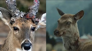 Stop Worrying About Zombie Deer [upl. by Raamaj]