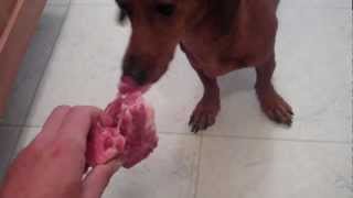 Mini Dachshund Dog Eats Raw Meaty Bones Pork Neck Bones Pt 1 [upl. by Bosson691]