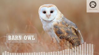 Barn owl scream  Barn owl screech  Barn owl call  Common barn owl sound [upl. by Mill662]