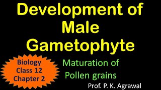 Development of Pollen grainmicrospore  Sexual Reproduction in plants  Class 12 Chapter 2 Video 5 [upl. by Bugbee]