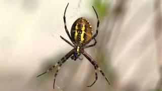 Паук Аргиопа Брюнниха ест Argiope bruennichi [upl. by Lamprey]