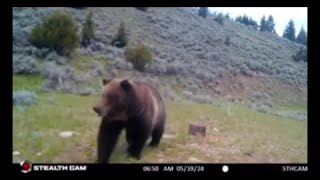 Madison Valley ranchers aim to reduce conflicts between grizzly bears livestock [upl. by Rebmit]