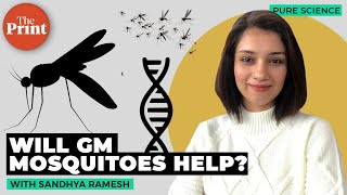 Why are scientists genetically modifying mosquitoes [upl. by Edi]