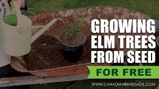 How I started Elm Trees from seed for Free [upl. by Binette]