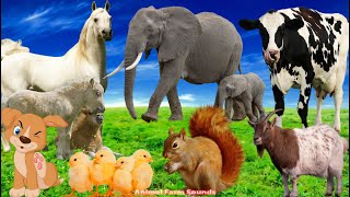 Amazing Familiar Animals Playing Sounds Cow Horse Duck Chick Cat Elephant  Animal Videos [upl. by Adnilym726]