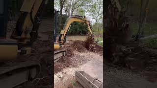 Mini excavator ripping stumps landscaping hardscape diy caterpillar landscape [upl. by Nassah]