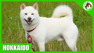 The Most Interesting Facts About Hokkaido Dogs [upl. by Revart]