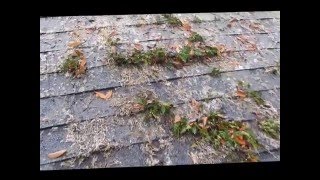 Killing the moss and Ferns on your roof [upl. by Hyman]