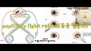 pupillary light reflex대광반사 동공 빛반사 직접direct간접indirect 빛반사 [upl. by Lundt239]