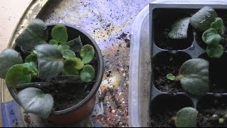 How to Propagate African Violet From Leaf Cutting [upl. by Aramen121]