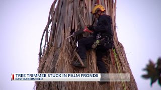 Tree trimmer pronounced dead after being found stuck in palm tree [upl. by Aisatana440]