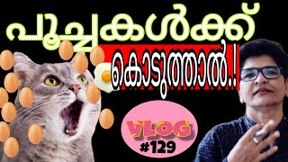 Can Cats Eat Eggs  Cats Health And Nutrition  Cat Feeding Tips  Nandas PetsampUs  Vanaja Subash [upl. by Kristianson327]