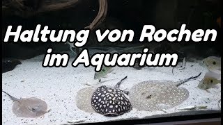 Haltung von Rochen im Aquarium Potamotrygon [upl. by Cain628]